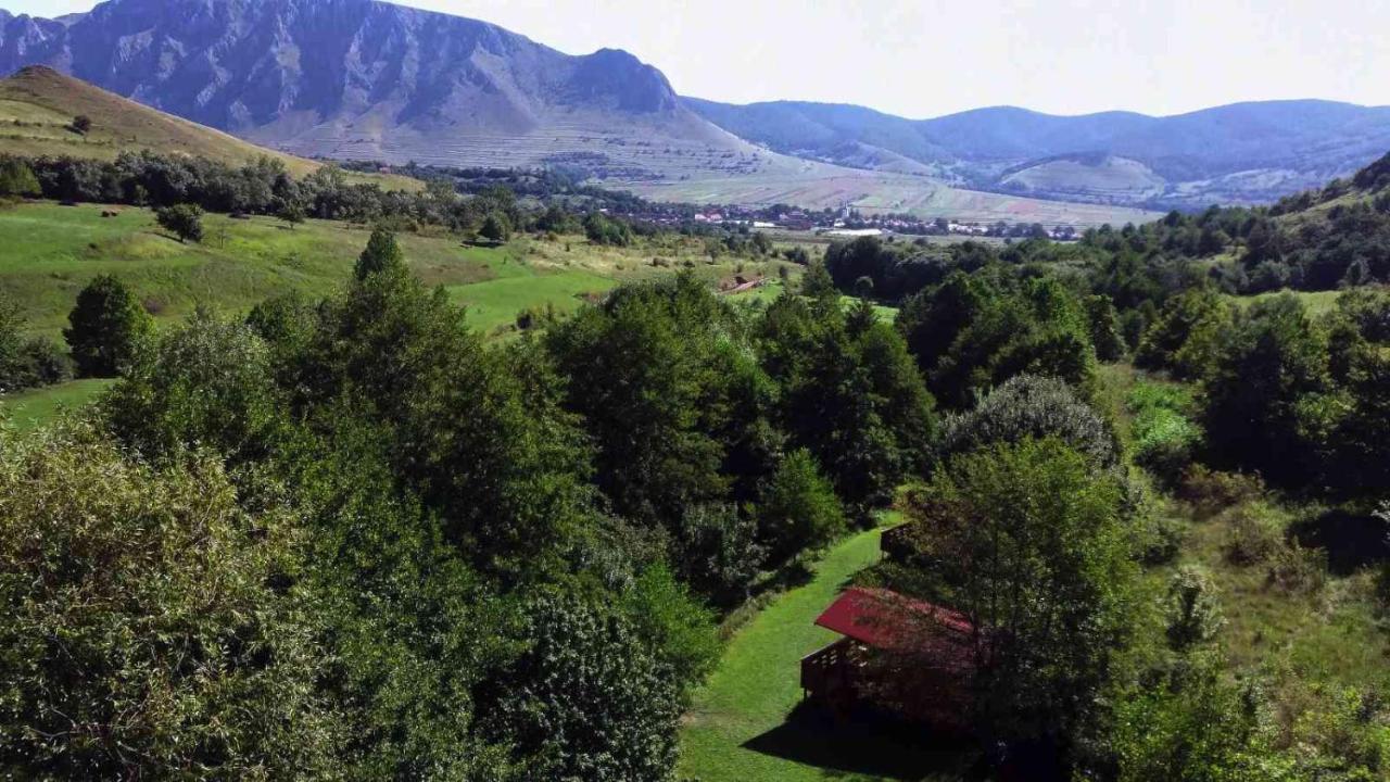 Wood In The Heart Of Transylvania * Coltesti