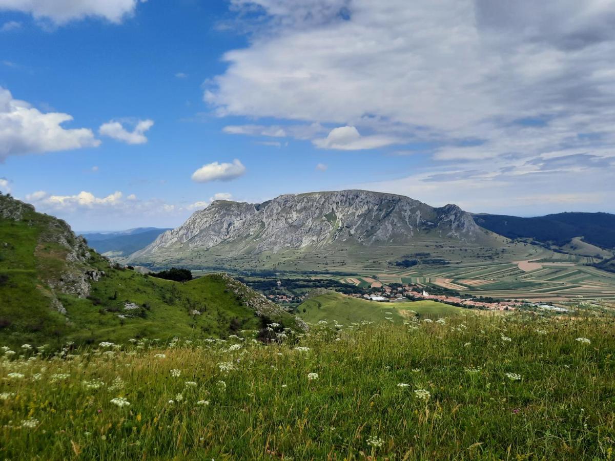 Wood In The Heart Of Transylvania Coltesti